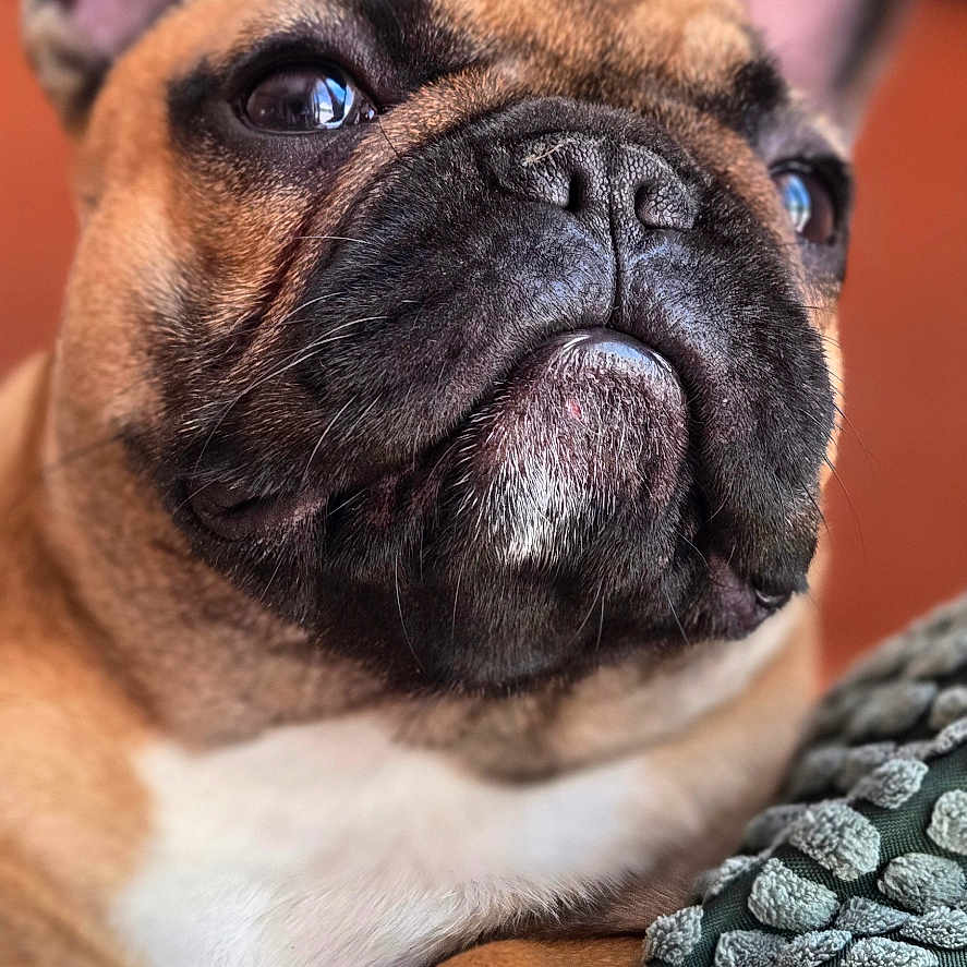 Vicky participe au concours pour gagner de l'argent avec cette photo : animal, black, blanket, brown, close_up, cute, dog, ears, face, french_bulldog, fur, indoor, muzzle, paw, pet, portrait, resting, snout, texture, whiskers