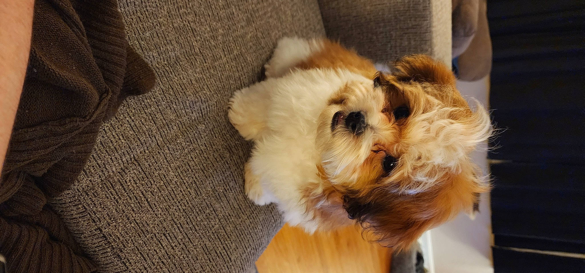 Oliver joined the competition — help win amazing prizes! canidae, carnivore, companion_dog, dog, dog_breed, dog_supply, fawn, fur, liver, mal_shi, pet_supply, puppy_love, shih_poo, shih_tzu, small_terrier, snout, sporting_group, terrier, toy_dog, working_animal