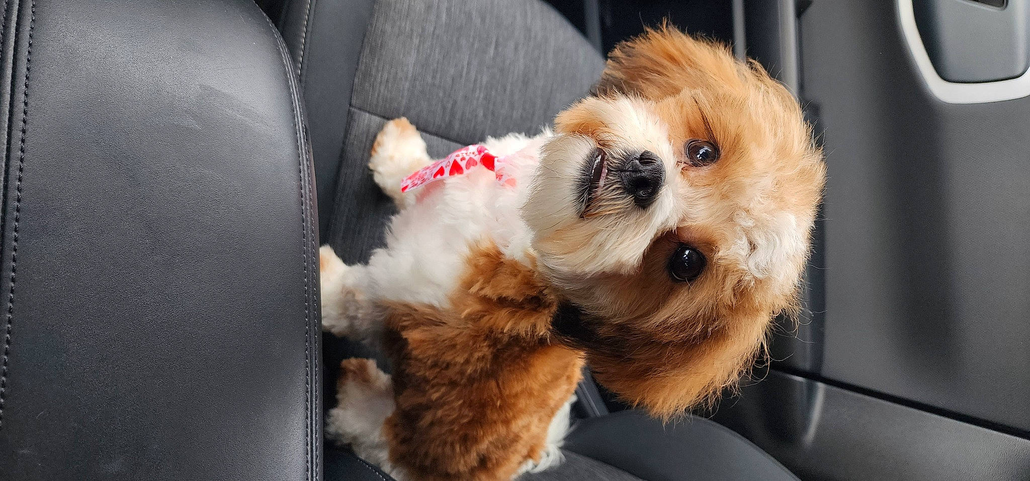 Oliver joined the competition — help win amazing prizes! auto_part, canidae, car_seat, carnivore, collar, companion_dog, dog, dog_breed, dog_supply, fawn, fur, small_terrier, snout, sporting_group, stuffed_toy, sunglasses, toy, toy_dog, whiskers, working_animal