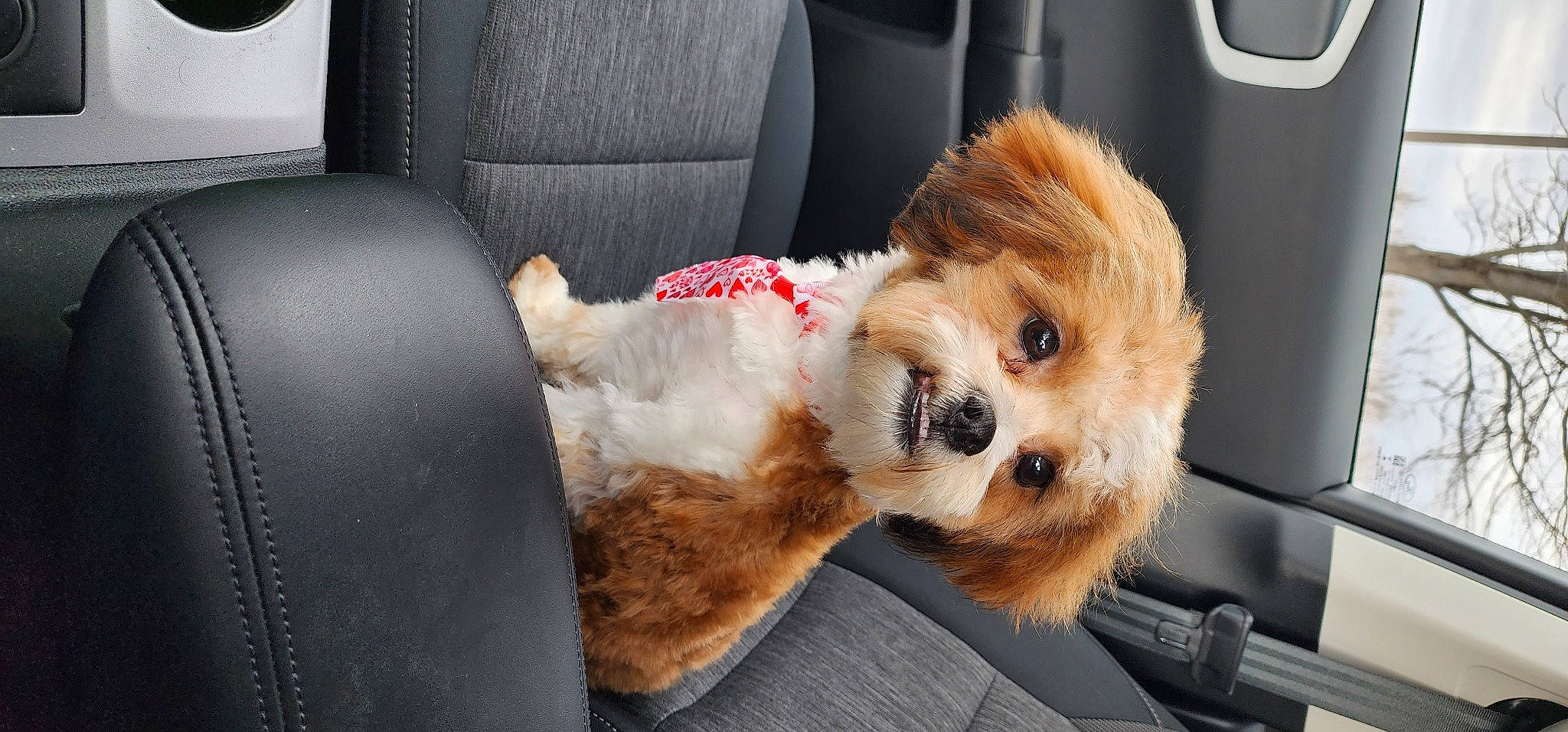 Oliver is registered to the contest to win money with this photo: auto_part, car, car_seat, car_seat_cover, carnivore, comfort, companion_dog, dog, dog_breed, dog_supply, family_car, motor_vehicle, seat_belt, snout, stuffed_toy, toy, toy_dog, vehicle, vehicle_door, whiskers