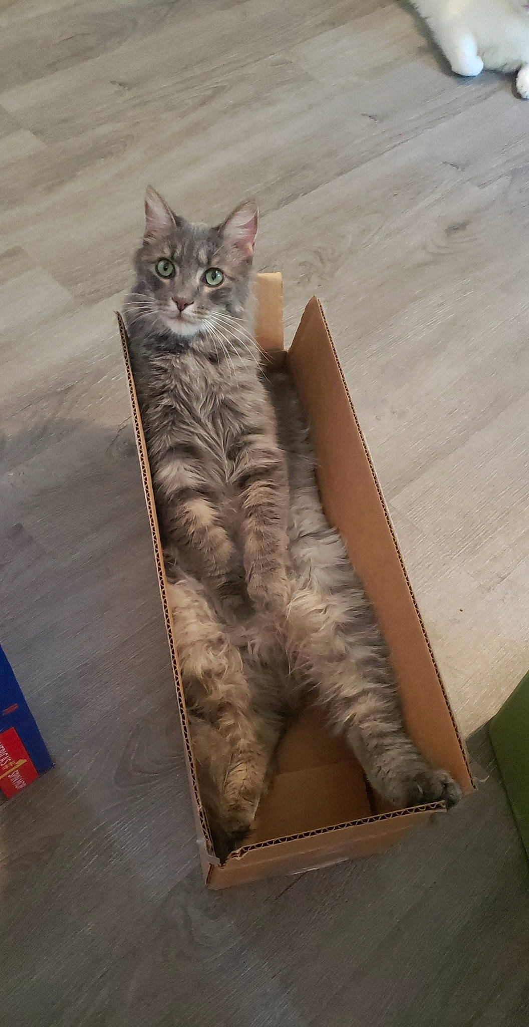 Hank joined the competition — help win amazing prizes! british_longhair, carnivore, cat, domestic_short_haired_cat, fawn, felidae, flag, floor, flooring, fur, grey, hardwood, pattern, paw, small_to_medium_sized_cats, snout, tail, terrestrial_animal, whiskers, wood