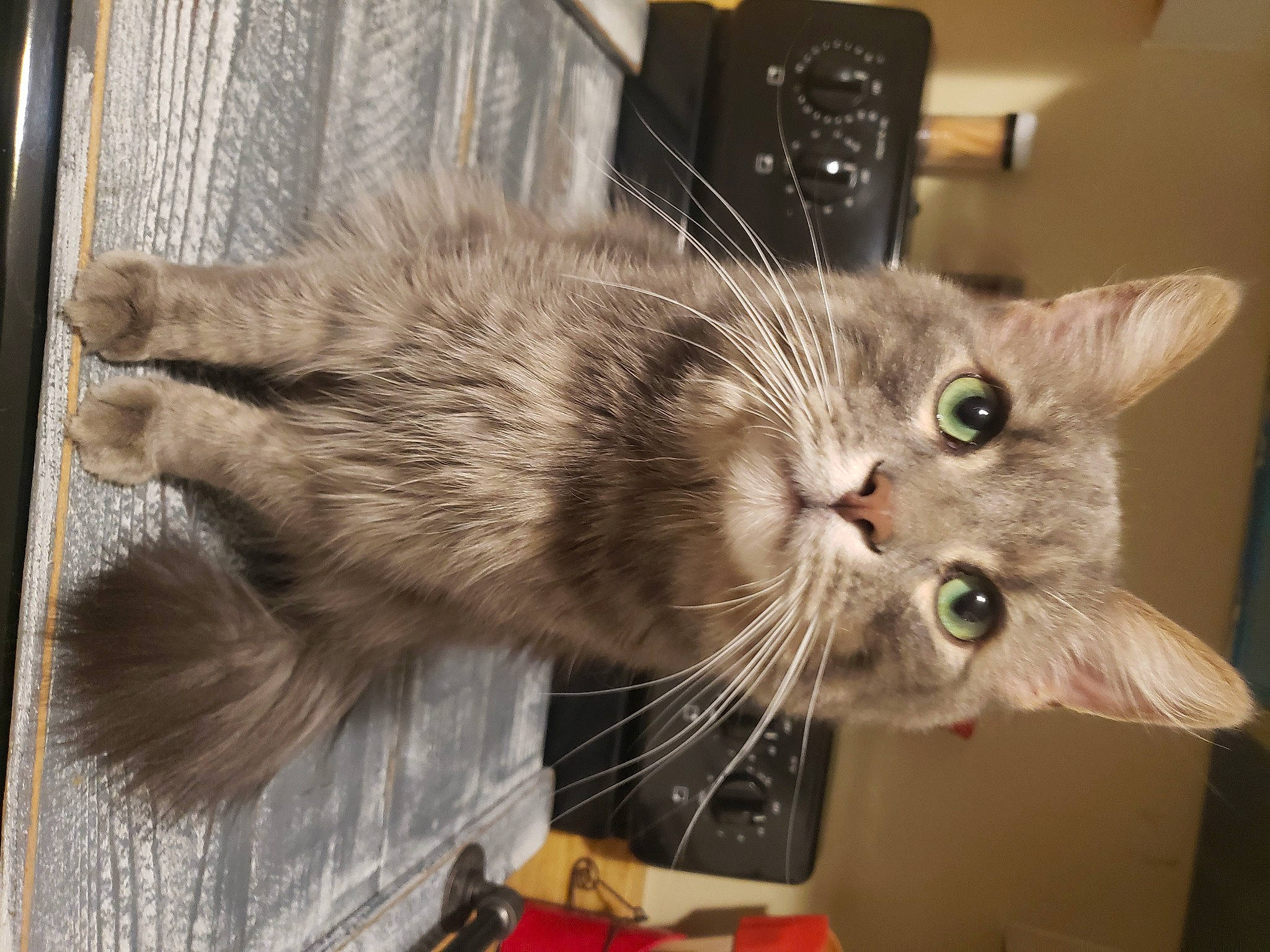 Hank joined the competition — help win amazing prizes! carnivore, cat, claw, comfort, domestic_short_haired_cat, felidae, fur, paw, plant, small_to_medium_sized_cats, snout, tail, whiskers