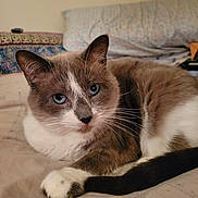 Jasmine is registered to the contest to win money with this photo: animal, bed, blanket, blue_eyes, cat, close_up, cozy, cute, domestic_animal, feline, fur, indoor, lying_down, pet, pillow, relaxed, resting, sleepy, soft, whiskers