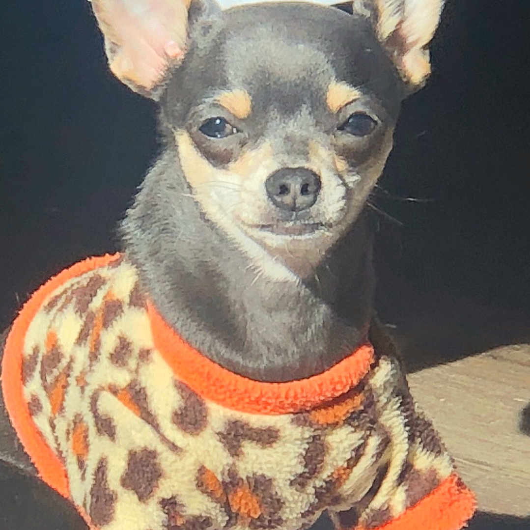 Charlie Daniel is registered to the contest to win money with this photo: animal, blanket, chihuahua, clothing, cozy, cute, dog, ears, expression, face, floor, fur, indoors, leopard_print, paw, pet, portrait, small_dog, sunlight, sweater