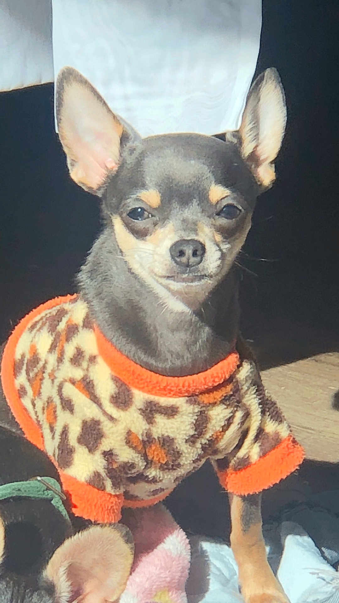 Charlie Daniel is registered to the contest to win money with this photo: animal, blanket, chihuahua, clothing, cozy, cute, dog, ears, expression, face, floor, fur, indoors, leopard_print, paw, pet, portrait, small_dog, sunlight, sweater