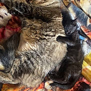 Shadow joined the competition — help win amazing prizes! cat, kitten, tabby_cat, black_cat, sleeping, cuddle, blanket, pattern, animal, pet, fur, cozy, resting, domestic_animal, closeup, indoor, friendship, cute, relaxation, comfort