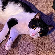 Apollo is registered to the contest to win money with this photo: cat, black_and_white, pet, animal, lying_down, carpet, yellow_eyes, pink_nose, paw, whiskers, indoor, cute, feline, fur, shadow, relaxed, curious, close_up, domestic_animal, playful