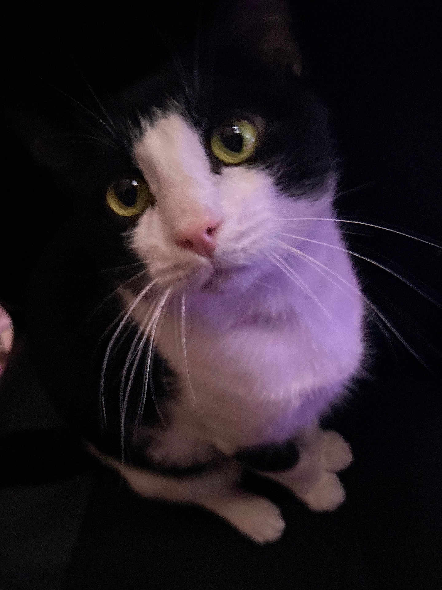 Apollo is registered to the contest to win money with this photo: cat, black_and_white, close_up, yellow_eyes, whiskers, curious, pet, animal, feline, indoor, dark_background, soft_lighting, portrait, looking_up, cute, fur, mammal, domestic_cat, face, nose