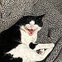 Apollo is registered to the contest to win money with this photo: cat, black_and_white, feline, pet, animal, cozy, blanket, fleece, yawning, mouth_open, whiskers, paws, relaxed, indoor, cute, fur, sleepy, resting, comfortable, domestic_cat