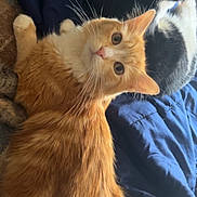 Little Sir is registered to the contest to win money with this photo: cat, orange_tabby, black_and_white_cat, feline, pet, bed, blanket, fur, whiskers, curious, relaxed, indoor, animal, cute, companionship, resting, cozy, domestic, sleeping_area, soft