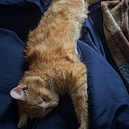Little Sir joined the competition — help win amazing prizes! animal, bed, blanket, cat, comfort, cozy, cute, domestic_cat, feline, fur, indoor, orange_tabby, paw, pet, relaxed, resting, sleeping, soft, tail, whiskers