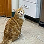 cat, orange_cat, fluffy, long_hair, tail, floor, tile_floor, kitchen, cabinet, drawer, door, pet, indoor, animal, feline, looking_back, curious, whiskers, ears, paws