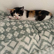 Nova is registered to the contest to win money with this photo: animal, blanket, calico, cat, cozy, cute, domestic_cat, ears, fur, indoor, kitten, patterned_blanket, pet, pink_nose, relaxed, resting, sleeping, small, soft_texture, whiskers