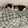 animal, blanket, calico, cat, cozy, cute, domestic_cat, ears, fur, indoor, kitten, patterned_blanket, pet, pink_nose, relaxed, resting, sleeping, small, soft_texture, whiskers