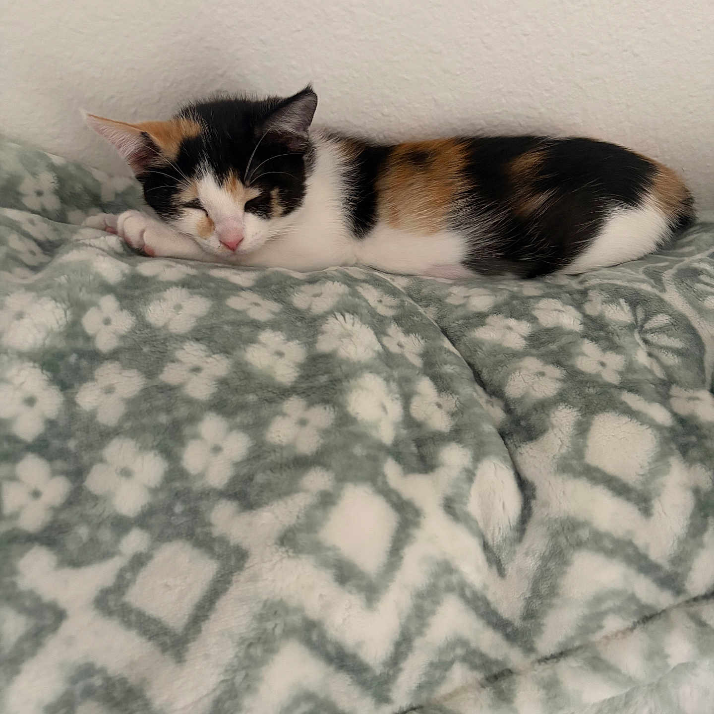 Nova