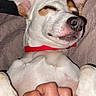 Haribo participe au concours pour gagner de l'argent avec cette photo : dog, pet, animal, white_dog, red_collar, paw, hand, tickling, relaxed, lying_down, happy, indoor, close_up, cute, sleepy, canine, companion, belly_rub, fur, muzzle