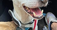 Haribo a rejoint le concours — aidez-le/la à gagner de superbes lots ! dog, pet, happy, smiling, leash, car_interior, shoe, pants, face_mask, floor, close_up, animal, canine, tongue, teeth, collar, brown_and_white, ears, sitting, human_leg