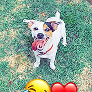 Haribo participe au concours pour gagner de l'argent avec cette photo : dog, tennis_ball, grass, person, hand, shoe, tongue, collar, playing, outdoor, happy, pet, animal, fetch, greenery, footwear, nature, joy, love, emoji