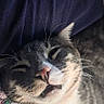Onyx is registered to the contest to win money with this photo: cat, gray_cat, white_cat, pet, animal, feline, whiskers, pink_nose, sleepy, relaxed, close_up, portrait, indoor, cozy, blanket, fabric, patterned_blanket, soft_lighting, funny_expression, resting