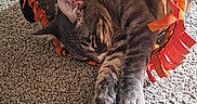 Onyx joined the competition — help win amazing prizes! cat, tabby, sleeping, pet, animal, halloween, pumpkin, tunnel, blanket, fabric, orange, gray, striped, paws, indoors, carpet, cozy, relaxed, cute, home