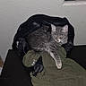 Onyx joined the competition — help win amazing prizes! cat, tabby, gray_cat, animal, pet, feline, sleepy, sitting, lounging, backpack, shirt, clothing, desk, table, furniture, indoor, home, wall, window, portrait
