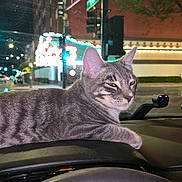 Onyx joined the competition — help win amazing prizes! cat, tabby, gray_cat, pet, animal, dashboard, car, vehicle, night, city, street, urban, nightlife, windshield, traffic, neon_lights, indoors, sitting, relaxed, portrait