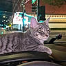 cat, tabby, gray_cat, pet, animal, dashboard, car, vehicle, night, city, street, urban, nightlife, windshield, traffic, neon_lights, indoors, sitting, relaxed, portrait
