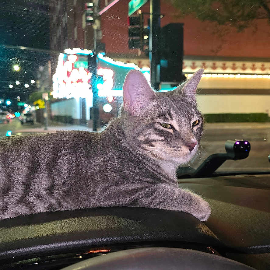 Onyx joined the competition — help win amazing prizes! cat, tabby, gray_cat, pet, animal, dashboard, car, vehicle, night, city, street, urban, nightlife, windshield, traffic, neon_lights, indoors, sitting, relaxed, portrait