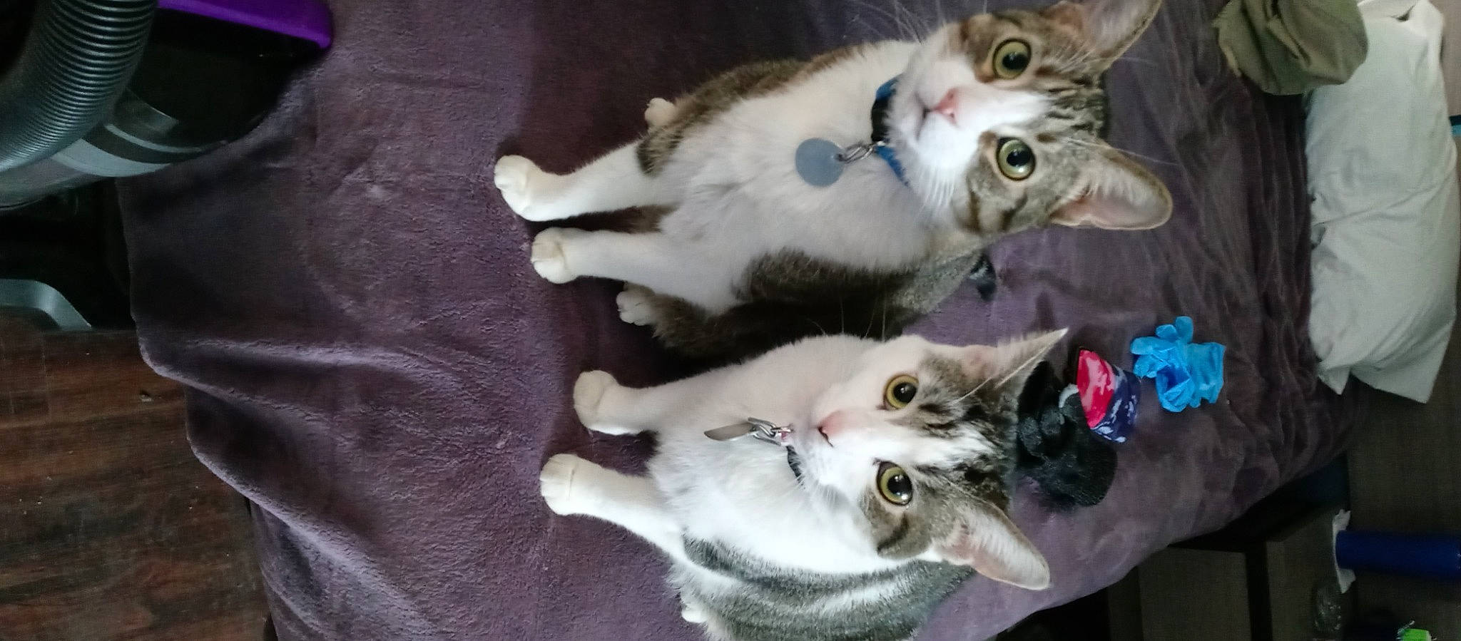 Azrael joined the competition — help win amazing prizes! carnivore, cat, dog_breed, domestic_short_haired_cat, felidae, fur, paw, small_to_medium_sized_cats, tail, whiskers