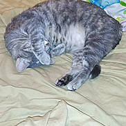 Salene joined the competition — help win amazing prizes! cat, gray_tabby, sleeping, curled_up, paw, bed, blanket, feline, pet, cozy, indoor, resting, fur, cute, domestic_animal, animal, relaxed, whiskers, soft, pillow