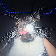 Robbie Scott joined the competition — help win amazing prizes! cat, black_and_white, close_up, whiskers, tongue, wide_eyes, pet, fur, animal, portrait, dramatic_lighting, flash, blue_lights, indoor, night, human_hand, funny, surprised, face, high_contrast