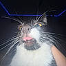 cat, black_and_white, close_up, whiskers, tongue, wide_eyes, pet, fur, animal, portrait, dramatic_lighting, flash, blue_lights, indoor, night, human_hand, funny, surprised, face, high_contrast