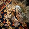 cat, feline, fluffy, long_hair, brown_fur, gray_fur, whiskers, pink_nose, eyes, face, close_up, portrait, lying_down, rug, patterned_rug, indoor, pet, animal, dramatic_expression, photography