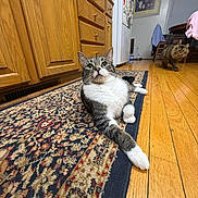 George joined the competition — help win amazing prizes! cat, cats, tuxedo_cat, fluffy_cat, pet, animal, indoor, kitchen, hardwood_floor, area_rug, patterned_rug, cabinet, dining_area, furniture, sitting, lying_down, portrait, whiskers, long_tail, cozy_home