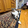cat, cats, tuxedo_cat, fluffy_cat, pet, animal, indoor, kitchen, hardwood_floor, area_rug, patterned_rug, cabinet, dining_area, furniture, sitting, lying_down, portrait, whiskers, long_tail, cozy_home