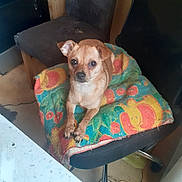 Surya participe au concours pour gagner de l'argent avec cette photo : dog, small_dog, tan_dog, pet, chair, blanket, floral_pattern, indoor, floor, furniture, black_chair, animal, cute, looking_up, paw, resting, cozy, home, domestic, companion