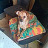 dog, small_dog, tan_dog, pet, chair, blanket, floral_pattern, indoor, floor, furniture, black_chair, animal, cute, looking_up, paw, resting, cozy, home, domestic, companion
