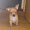 puppy, dog, small_dog, brown_dog, tile_floor, indoor, doorway, curious, young_dog, pet, animal, cute, ears, floor_tiles, looking, sitting, one_ear_up, one_ear_down, light, shadow