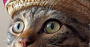 Poncho is registered to the contest to win money with this photo: cat, tabby, wide_eyes, sombrero, hat, whiskers, close_up, pet, fur, animal, cute, domestic_cat, face, portrait, indoor, curious, mustache, striped, brown, white