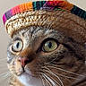 cat, tabby, wide_eyes, sombrero, hat, whiskers, close_up, pet, fur, animal, cute, domestic_cat, face, portrait, indoor, curious, mustache, striped, brown, white