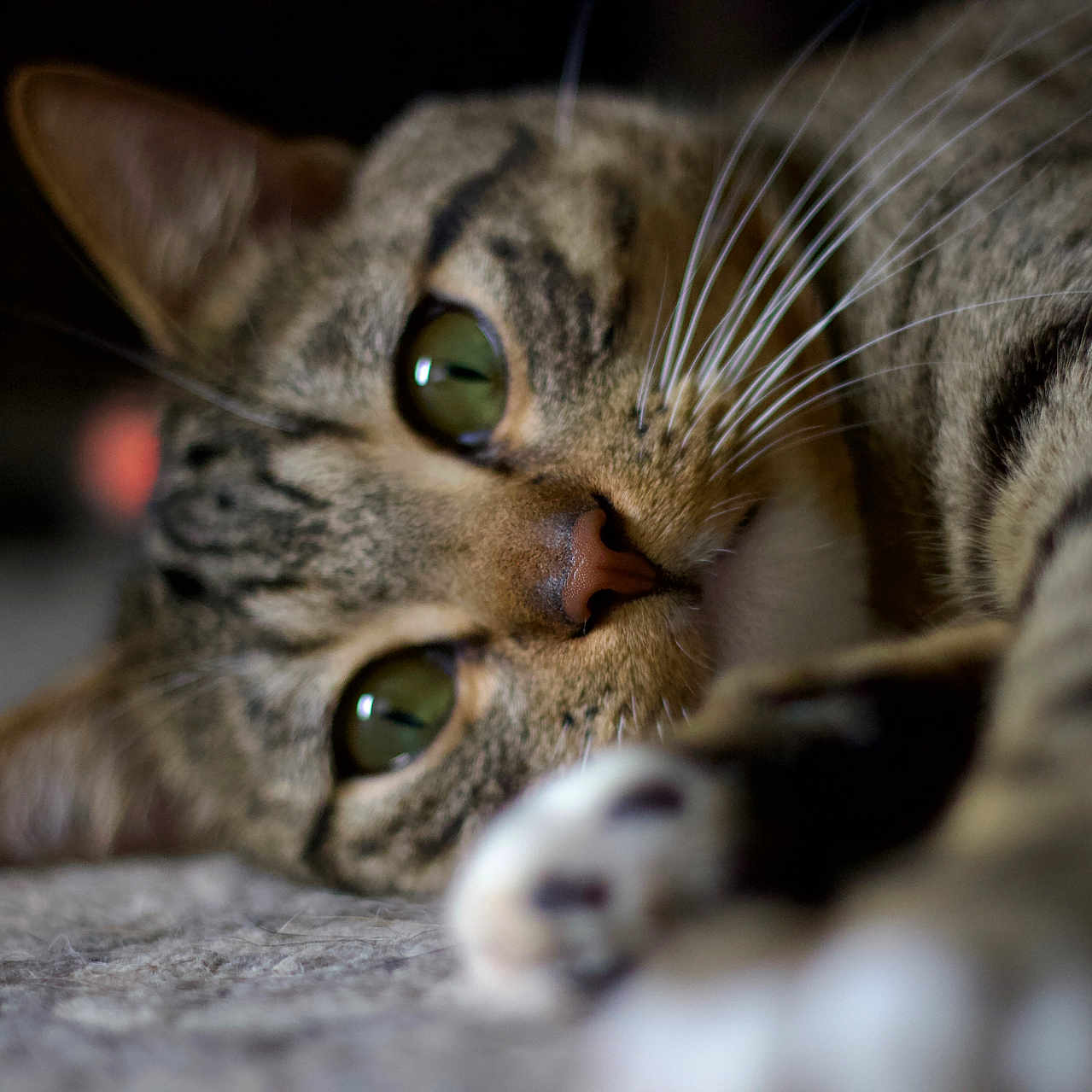 Poncho joined the competition — help win amazing prizes! cat, tabby, close_up, green_eyes, whiskers, paw, lying_down, feline, pet, fur, indoor, animal, relaxed, soft_focus, portrait, mammal, cute, domestic_animal, sleepy, resting