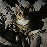 Poncho is registered to the contest to win money with this photo: cat, tabby, pet, animal, indoor, bed, blanket, fur, whiskers, paws, relaxed, cute, mammal, sleepy, cozy, feline, domestic, portrait, resting, soft_light