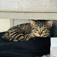Poncho joined the competition — help win amazing prizes! cat, tabby, animal, pet, feline, striped, resting, indoor, cozy, shelf, fabric, black, tissues, box, green_eyes, whiskers, ears, cute, curious, closeup