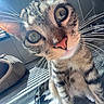 Poncho joined the competition — help win amazing prizes! cat, tabby, whiskers, close_up, curious, pet_bed, sunlight, shadows, floor, indoor, animal, feline, nose, eyes, ears, striped, cute, domestic, home, portrait