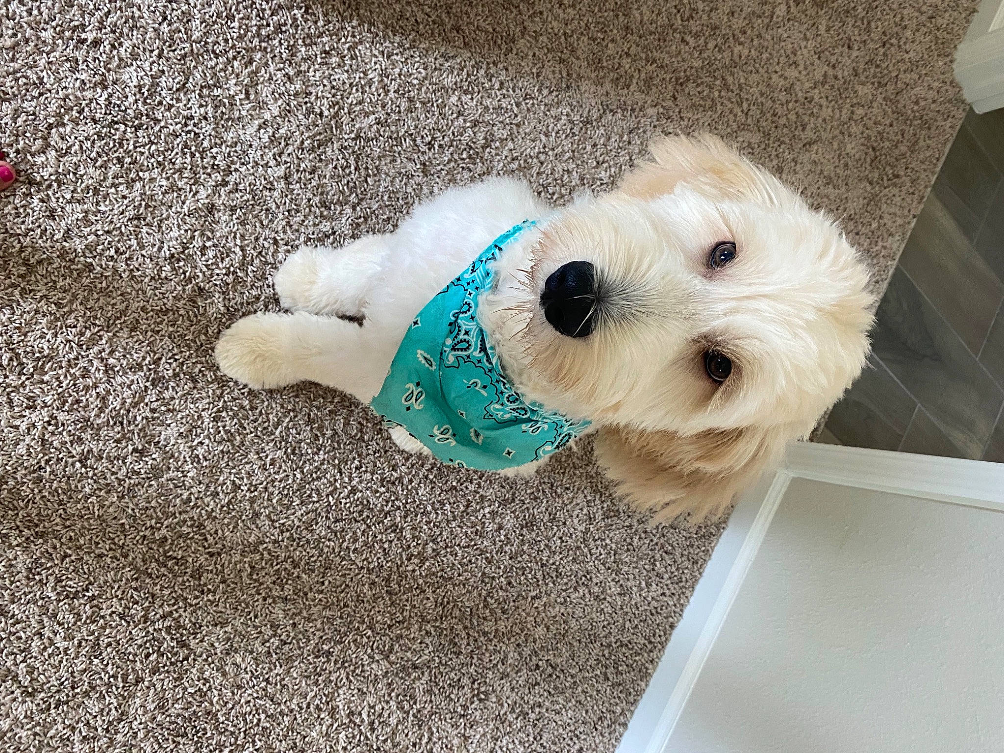 Bruno joined the competition — help win amazing prizes! carnivore, collar, companion_dog, dog, dog_breed, dog_clothes, dog_collar, dog_supply, flooring, labradoodle, pet_supply, puppy_love, small_terrier, snout, sporting_group, stuffed_toy, terrier, toy, toy_dog, working_animal