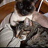 cat, siamese_cat, tabby_cat, sleeping, cuddling, chair, knitted_blanket, indoor, pet, feline, fur, whiskers, closeup, resting, companion, cute, animal, domestic, cozy, relaxed
