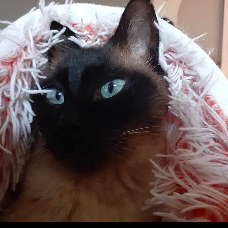 Pompon