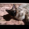 cat, siamese_cat, pet, animal, sunlight, shadow, tile_floor, blue_eyes, fur, relaxing, indoor, close_up, mammal, whiskers, ears, quiet, daylight, resting, curious, domestic_cat