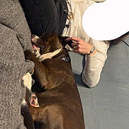 Jaxon joined the competition — help win amazing prizes! dog, brown_dog, person, lying_down, indoor, floor, ear_pulling, napping, casual_clothing, watch, blanket, sweater, black_pants, collar, hand, relaxation, pet, cozy, living_room, home