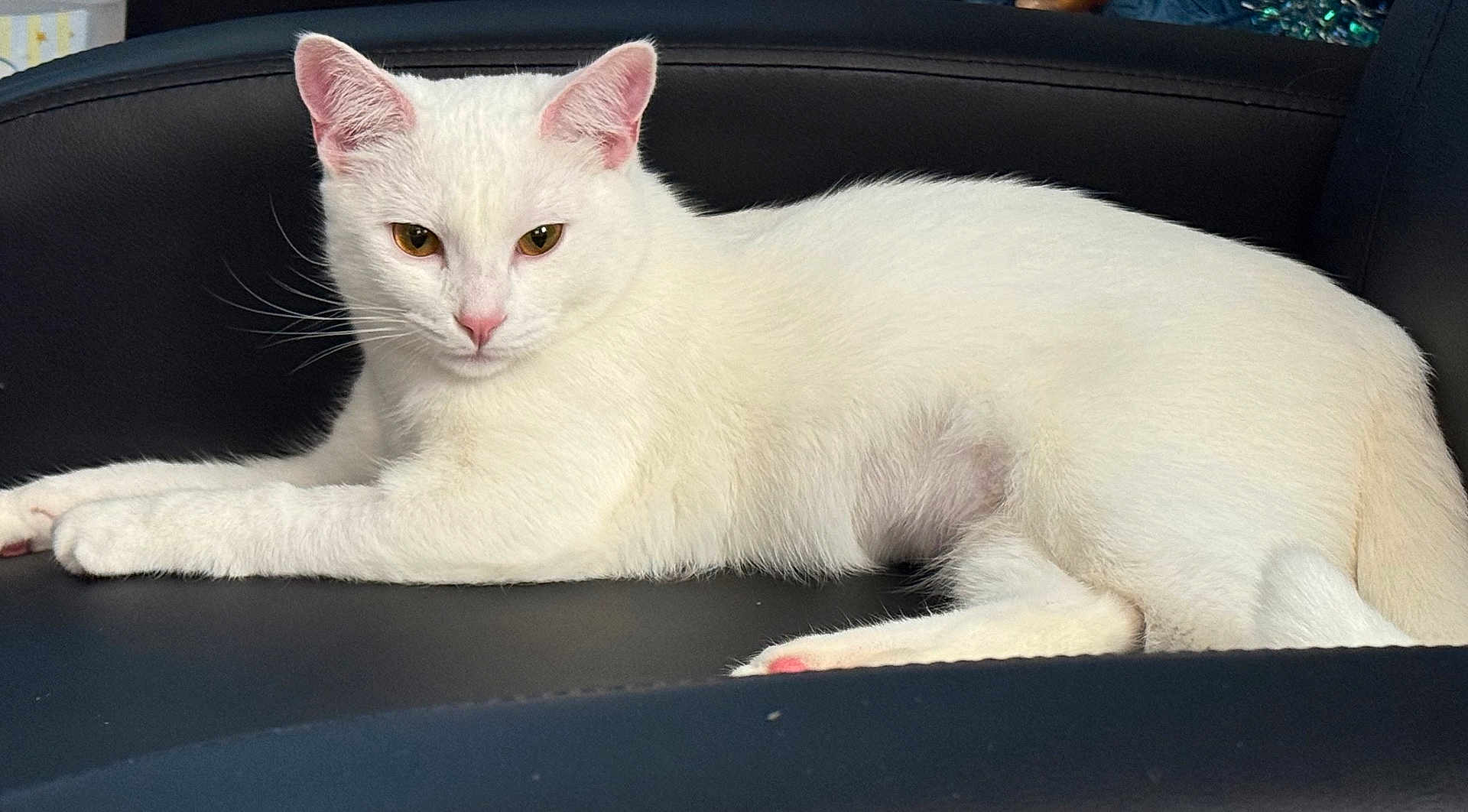 Bitsy is registered to the contest to win money with this photo: cat, white_cat, pet, animal, feline, lounging, indoor, chair, black_leather, fur, whiskers, ears, pink_nose, relaxed, domestic_cat, closeup, portrait, cute, resting, house_pet